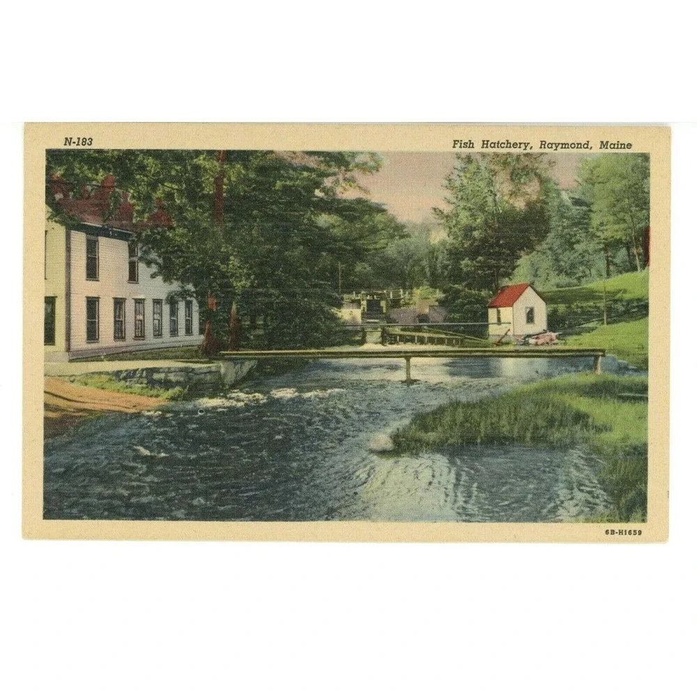 Vintage Postcard Raymond Maine‎ Fish Hatchery Travel Nature Fishing Curteich